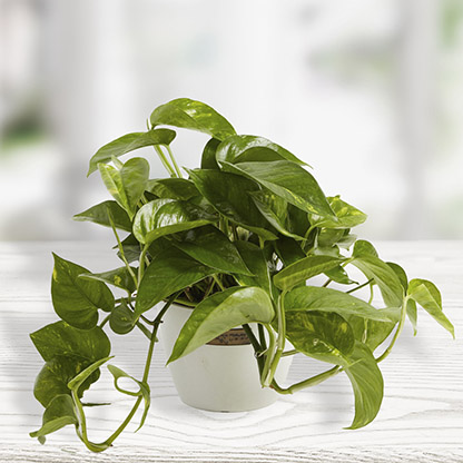 golden-pothos-coconut