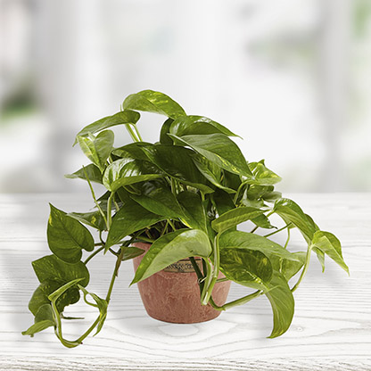 golden-pothos-chai