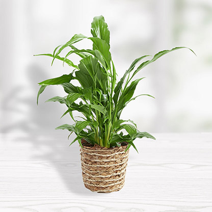 peace-lily-basket