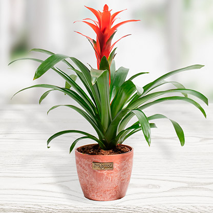 guzmania-bromeliad-chai