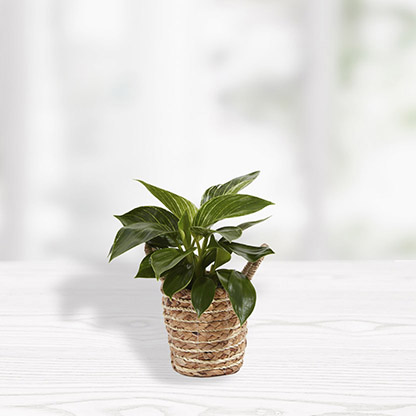 philodendron-basket