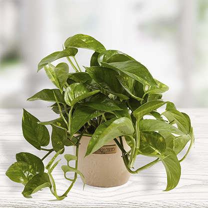 golden-pothos-macadamia