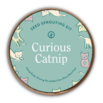 curious-catnip