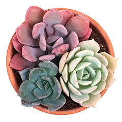 succulent image