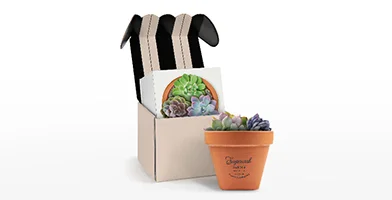 Sugarwish gift box with a small succulent in a terracotta pot